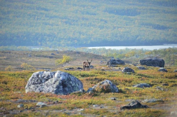 Arctic gets greener due to rising temperature