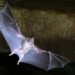 Circus on the verge of extinction due to coronavirus spread