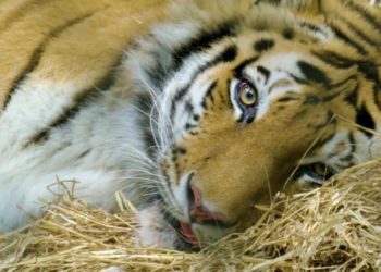 Thousands paid tributes to Assam’s longest serving ex-CM Gogoi