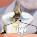 Modi to flag off Ro-Pax service in Gujarat on Sunday
