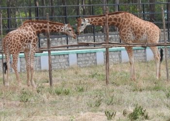 Covid curbs for visitors to Bengaluru zoo on New Year holidays