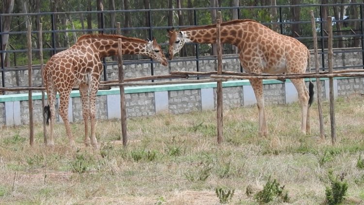 Covid curbs for visitors to Bengaluru zoo on New Year holidays