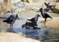 7 crows found dead in Karnataka, triggers bird flu panic