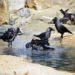 7 crows found dead in Karnataka, triggers bird flu panic
