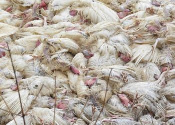 Bird flu scare: Chicken sales dip by 50-75% in Bihar