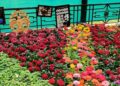 Iconic Bengaluru flower show postponed due to pandemic