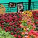 Iconic Bengaluru flower show postponed due to pandemic