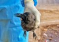 Kanpur zoo shut after bird flu is confirmed