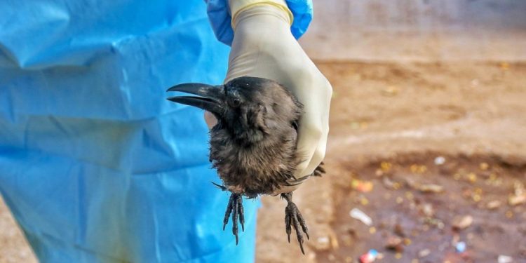 Kanpur zoo shut after bird flu is confirmed