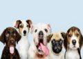 Talented dogs can grasp new words after hearing them: Study