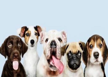 Talented dogs can grasp new words after hearing them: Study