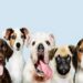 Talented dogs can grasp new words after hearing them: Study