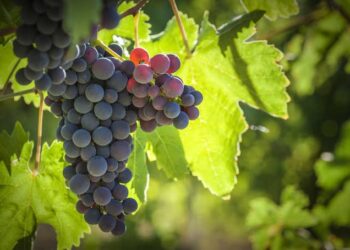 Eating grapes may protect against sunburn, UV damage to skin