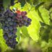 Eating grapes may protect against sunburn, UV damage to skin