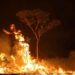 Brazil cuts environment spending one day after U.S. climate summit