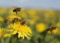 Bees in the Netherlands trained to detect COVID-19 infections