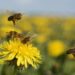 Bees in the Netherlands trained to detect COVID-19 infections