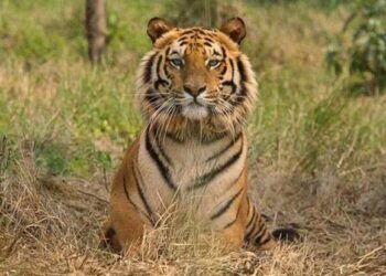 All 4 Assam tiger reserves get national accreditation