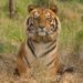 All 4 Assam tiger reserves get national accreditation