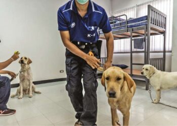 Best friends to the rescue: On COVID frontlines, when not getting belly rubs