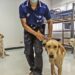 Best friends to the rescue: On COVID frontlines, when not getting belly rubs