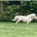 Going Viral: MS Dhoni On A Race Again, This Time With His Shetland Pony