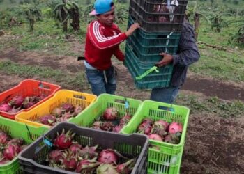 India exports first consignment of dragon fruit to Dubai