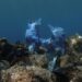 NASA satellite data helps track ocean microplastics from space