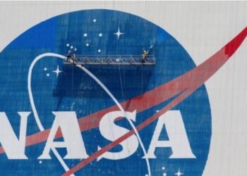 NASA sends squid from Hawaii into space for research