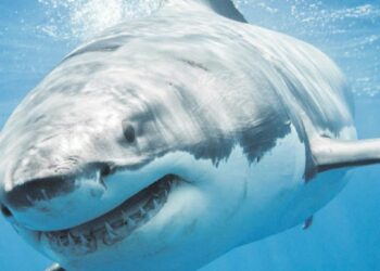 Sharks went nearly extinct 19 million years ago: Study