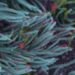 3D 'assembloid' shows how SARS-CoV-2 infects brain cells