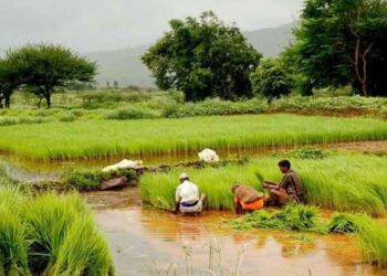 Govt yet to recover 2,992.75 cr from over 42 lakh ineligible beneficiaries under PM-KISAN: Tomar