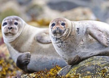 India, US renew global development partnership deal for 5 years