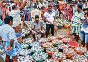 Rising fuel rates send fish prices soaring by 45 pc