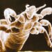 Defence Mechanisms: Ever feel your skin crawling? You can thank evolution