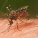 First Zika virus case found in Maharashtra