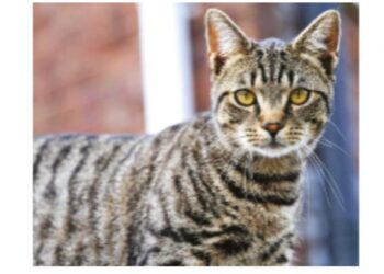 How the cat gets its stripes: It’s genetics, not a folk tale