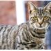 How the cat gets its stripes: It’s genetics, not a folk tale