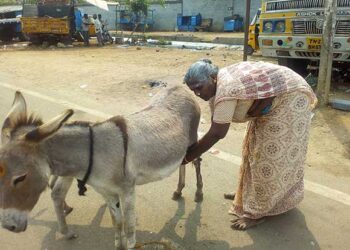 Is donkey milk good for your skin?