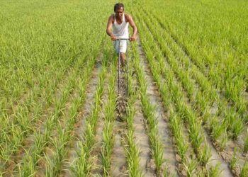 Wheat MSP up, nod for textile scheme