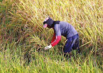 The World Bank as a cash-transfer algorithm