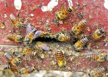 Do it in Parliament, guarantee MSP: Rakesh Tikait