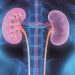 Increased temperatures contribute to more cases of kidney disease
