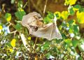 How bat moms give pups a sense of direction