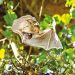 How bat moms give pups a sense of direction