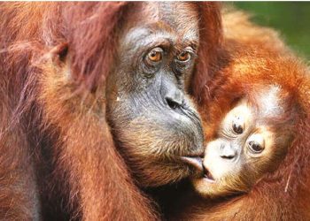 In orangutan parenting, the kids can get their own dinner