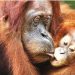 In orangutan parenting, the kids can get their own dinner