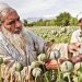 Narco-terror: Post Taliban takeover, opium trade booms
