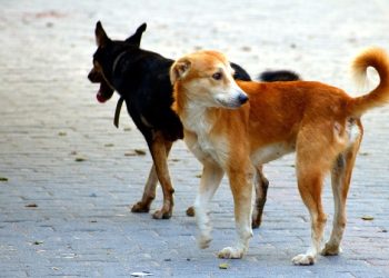 Rajya Sabha adjourned till 4 pm, opposition refuses discussion on inflation until suspension of 12 MPs revoked