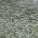 Spectacle sports: Why these Mexican fish do the wave